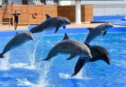 Dolphin show